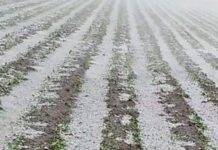 Hailstorm Devastates Crops in Puebla’s Izta-Popo Region