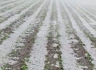 Hailstorm Devastates Crops in Puebla’s Izta-Popo Region