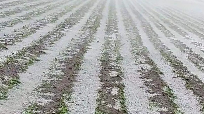 Hailstorm Devastates Crops in Puebla’s Izta-Popo Region