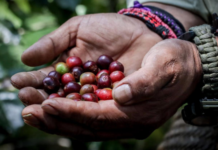 Sierra Negra de Puebla conquers Mexico with the country’s best coffee.