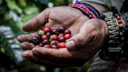 Sierra Negra de Puebla conquers Mexico with the country’s best coffee.